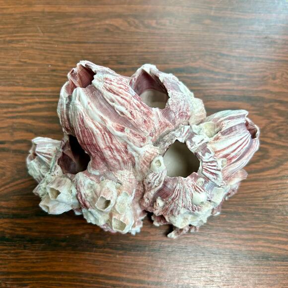 Vintage Pink Barnacle Cluster – 4.5” x 7” Coastal Nautical Decor - Picture 2 of 9